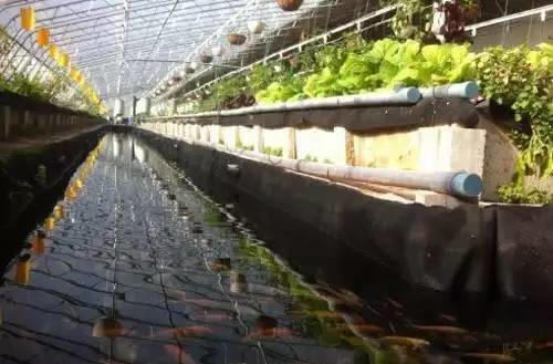 無土栽培魚菜共生水生蔬菜系統(tǒng).jpg 無土栽培魚菜共生水生蔬菜系統(tǒng).jpg