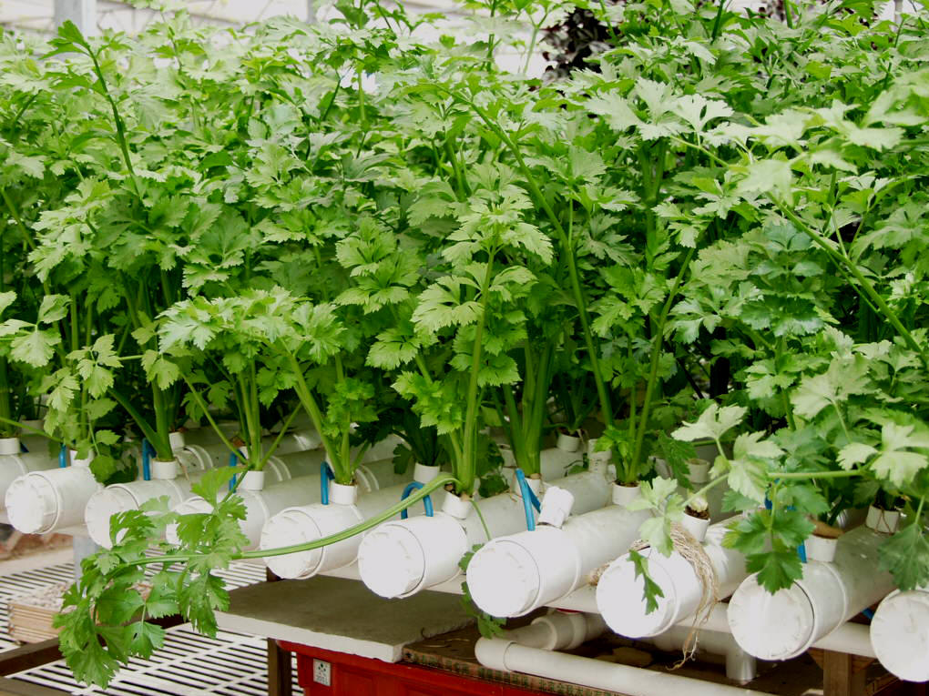 無(wú)土栽培管道水培.png 無(wú)土栽培管道水培.png