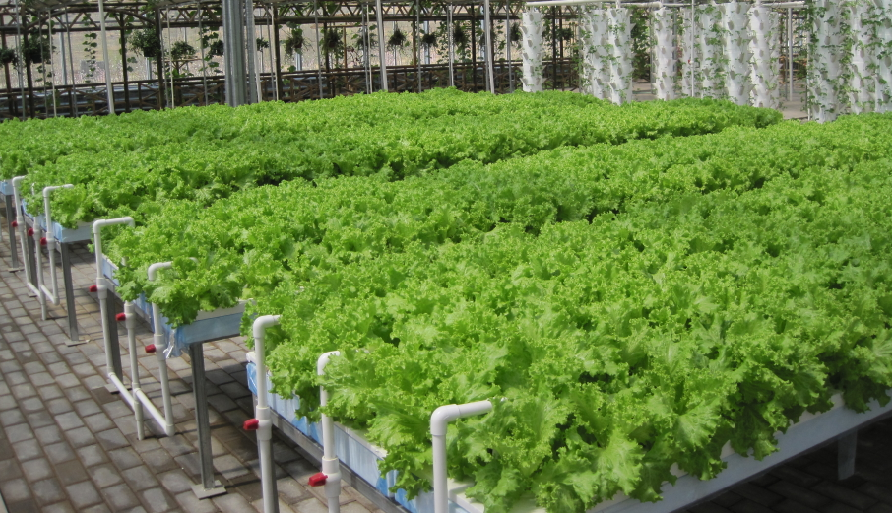 無(wú)土栽培漂浮培.png 無(wú)土栽培漂浮培.png