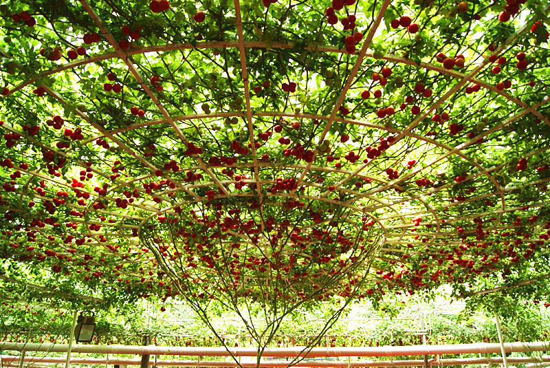 無(wú)土栽培蔬菜.JPG 無(wú)土栽培蔬菜.JPG