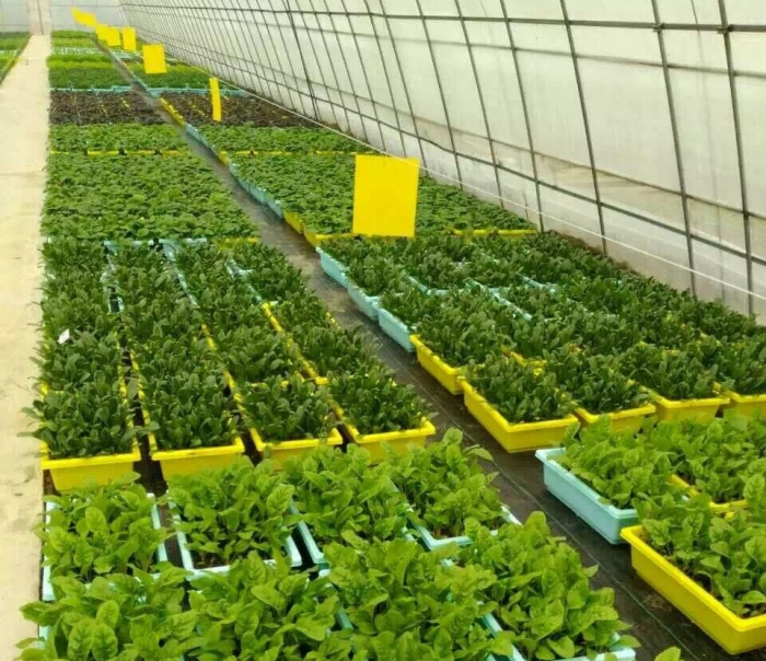 無(wú)土栽培盆栽蔬菜.jpg 無(wú)土栽培盆栽蔬菜.jpg