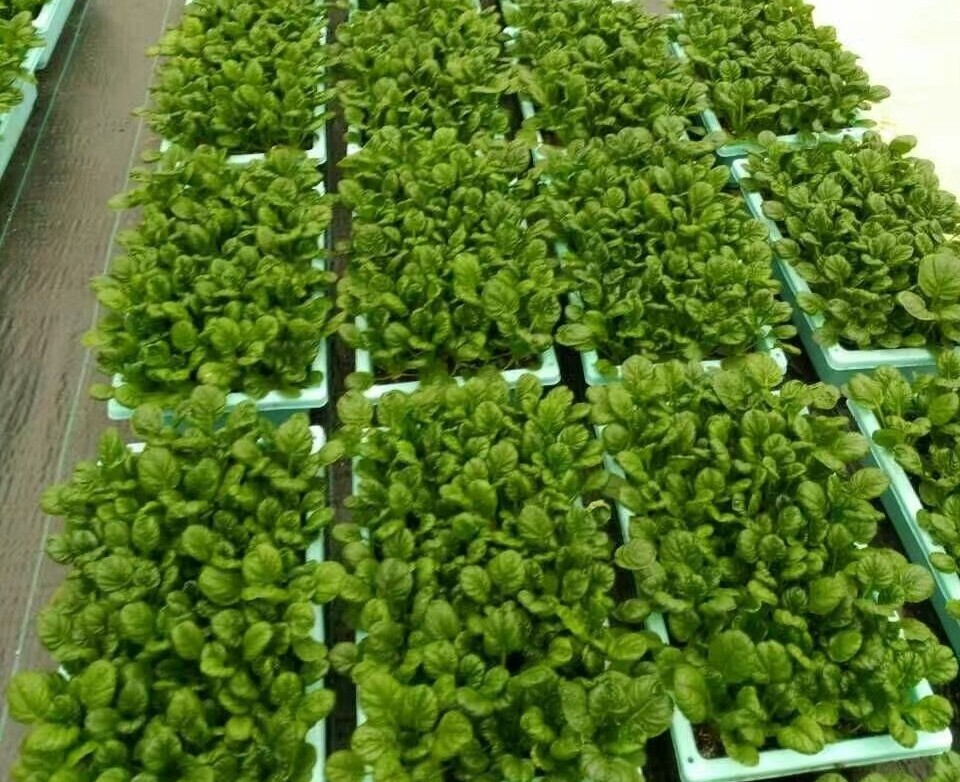 無土栽培盆栽蔬菜.jpg 無土栽培盆栽蔬菜.jpg