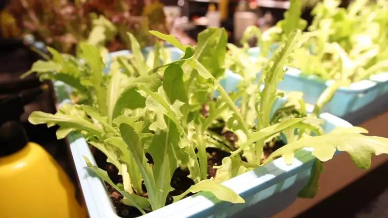 無土栽培盆栽葉菜.jpg 無土栽培盆栽葉菜.jpg