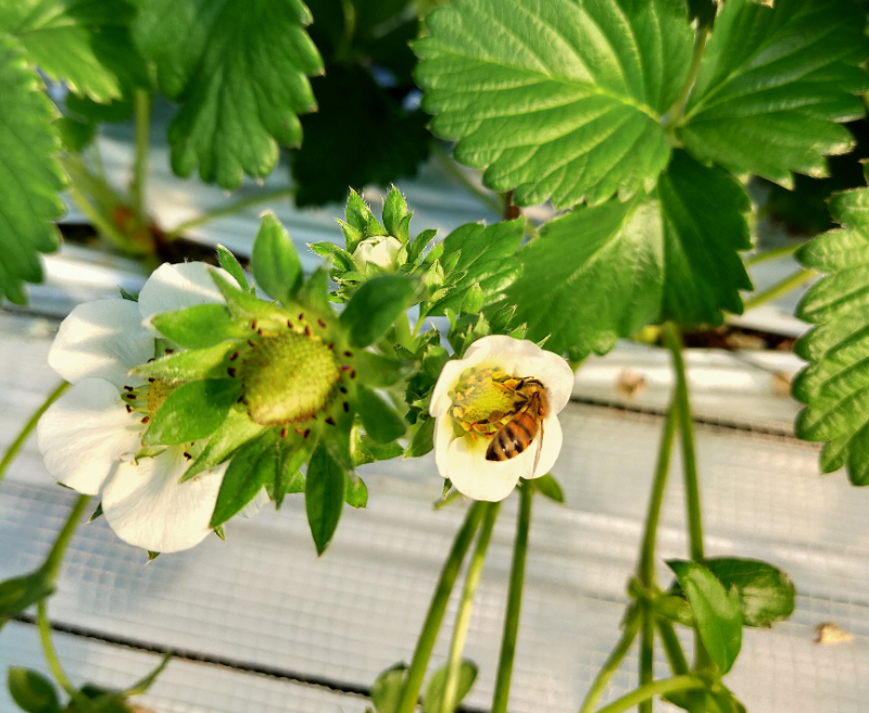 蜜蜂輔助授粉.jpg 蜜蜂輔助授粉.jpg