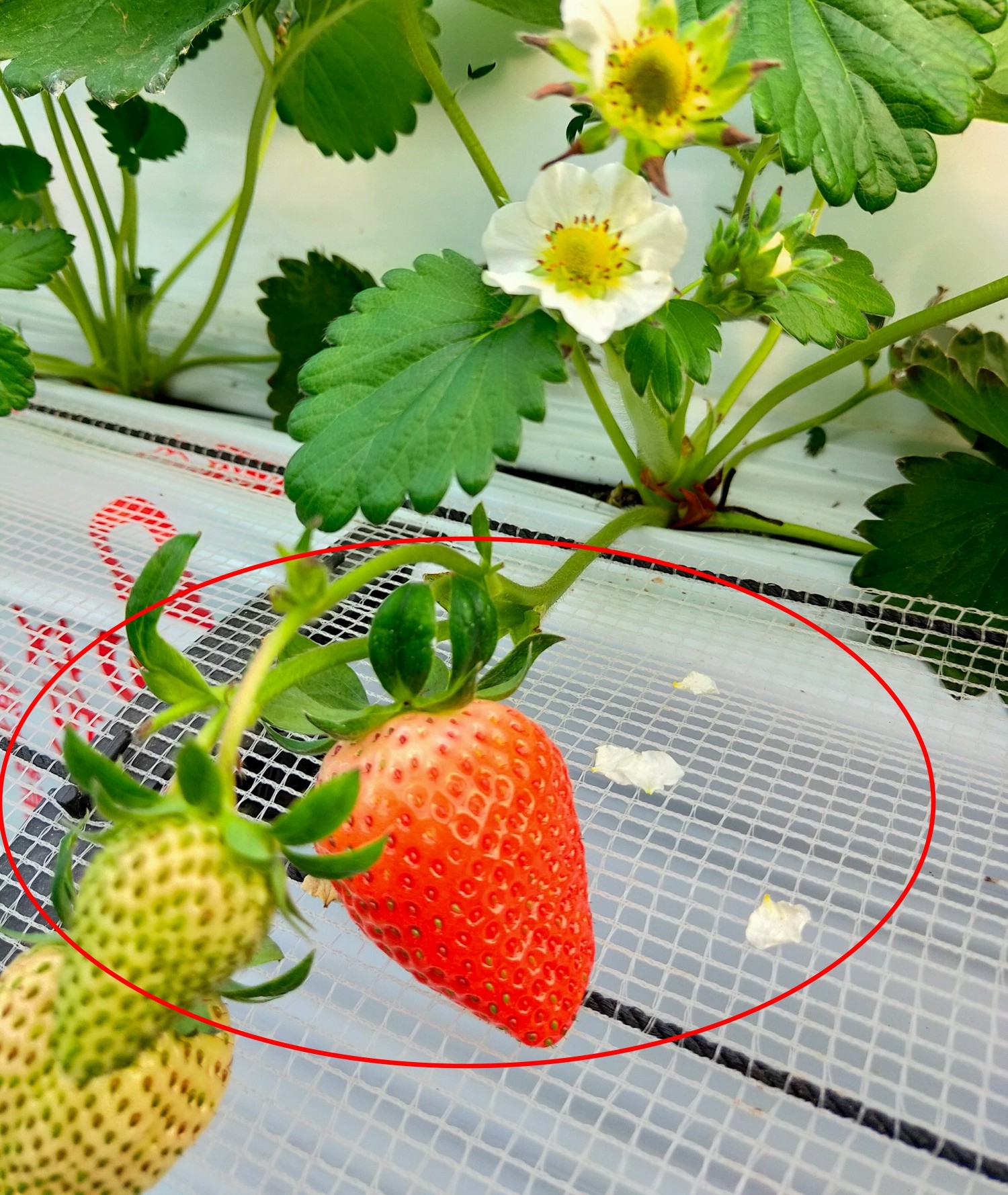 防折裝置.jpg 防折裝置.jpg