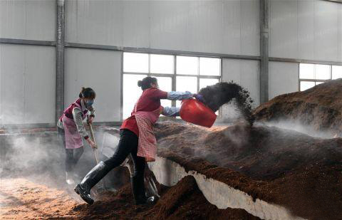 無(wú)土栽培基質(zhì)消毒.jpg 無(wú)土栽培基質(zhì)消毒.jpg