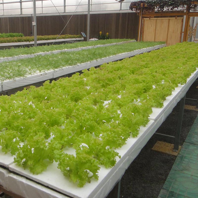 無土栽培營養(yǎng)液膜技術(shù).jpg 無土栽培營養(yǎng)液膜技術(shù).jpg