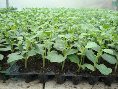 甜瓜穴盤育苗.jpg 甜瓜穴盤育苗.jpg