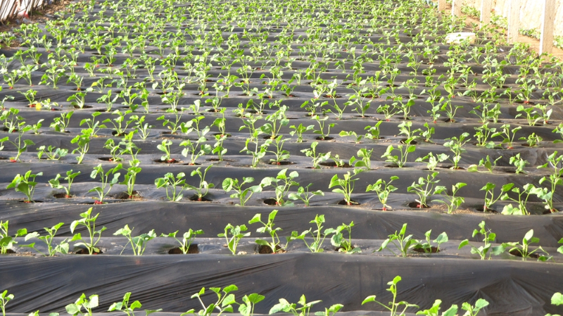 定植.jpg 定植.jpg