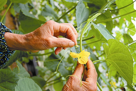 授粉.jpg 授粉.jpg