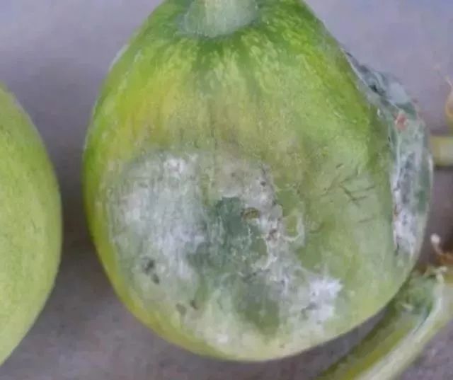 疫病.jpg 疫病.jpg