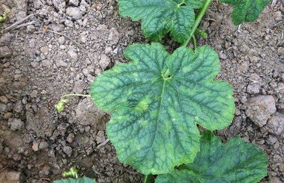 霜霉病.jpg 霜霉病.jpg