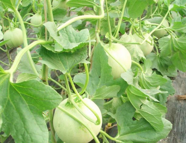 u=3648441250,2661060638&fm=173&s=6B7268DB45D2D9C60A0C0E7603004076&w=612&h=469&img.jpg u=3648441250,2661060638&fm=173&s=6B7268DB45D2D9C60A0C0E7603004076&w=612&h=469&img.jpg