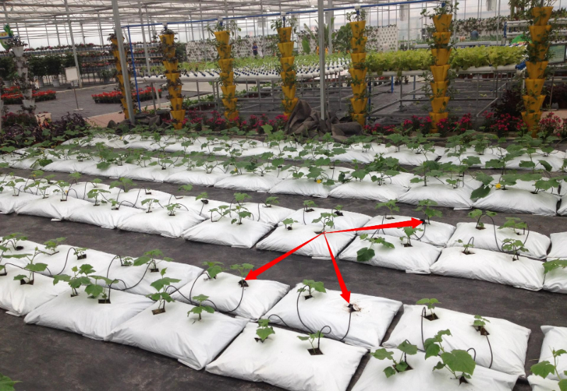 無土栽培灌溉系統(tǒng)--滴箭.jpg 無土栽培灌溉系統(tǒng)--滴箭.jpg