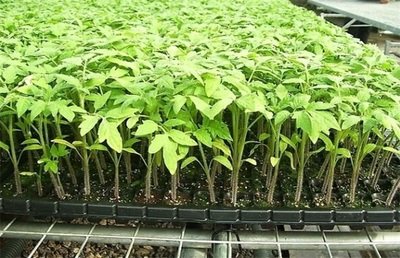 番茄無(wú)土栽培育苗.jpg 番茄無(wú)土栽培育苗.jpg