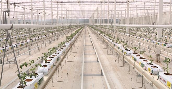 番茄袋式無(wú)土栽培.jpg 番茄袋式無(wú)土栽培.jpg