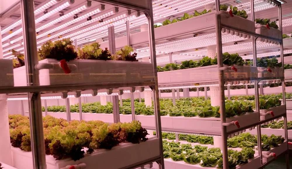 植物工廠.jpg 植物工廠.jpg