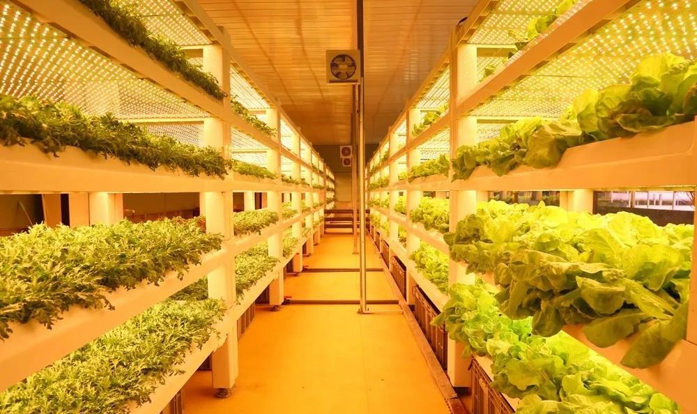 植物工廠.jpg 植物工廠.jpg