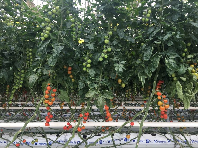 椰糠基質(zhì)無土栽培.jpg 椰糠基質(zhì)無土栽培.jpg