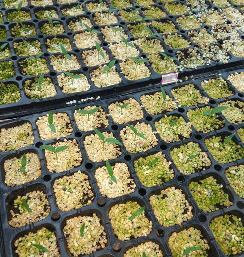 無(wú)土栽培穴盤育苗.jpg 無(wú)土栽培穴盤育苗.jpg