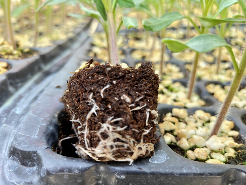 系布滿全穴.jpg 系布滿全穴.jpg