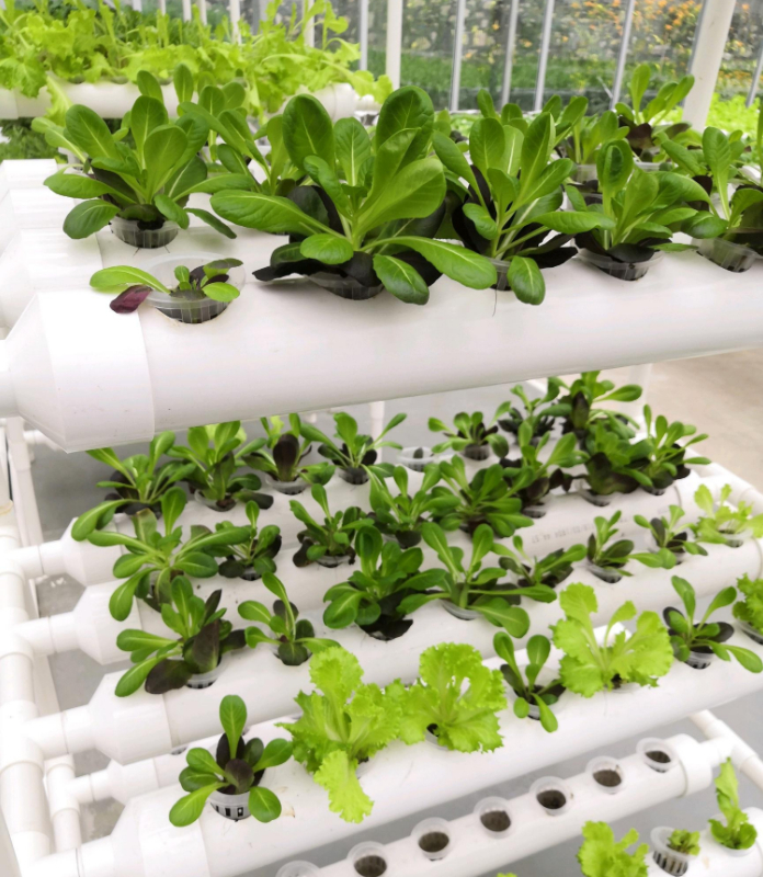 無土栽培水培.jpg 無土栽培水培.jpg