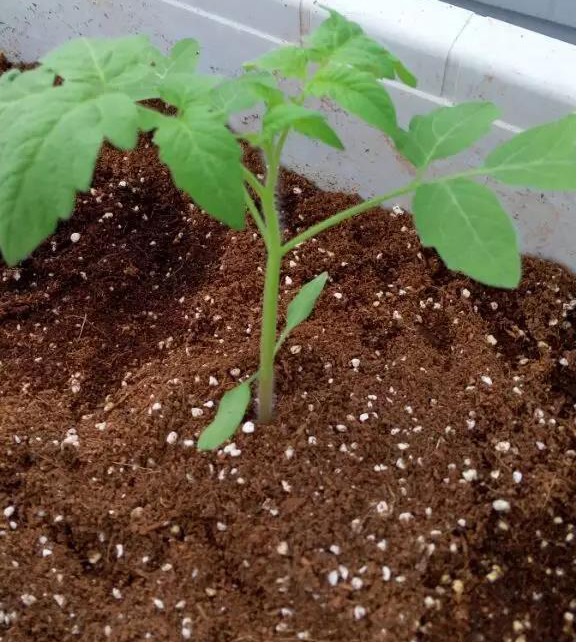 無土栽培基質(zhì)栽培.jpg 無土栽培基質(zhì)栽培.jpg