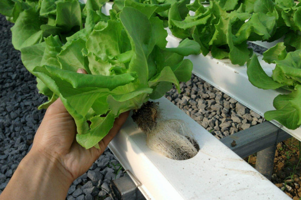 1-1Z6131I44GG.jpg 1-1Z6131I44GG.jpg