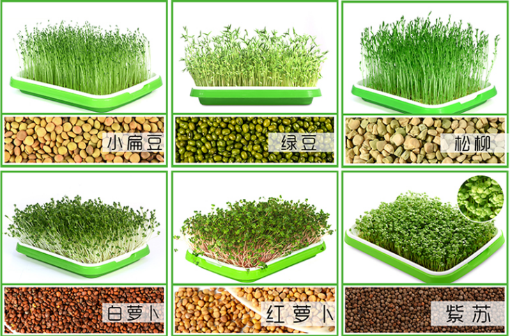 芽苗菜.png 芽苗菜.png