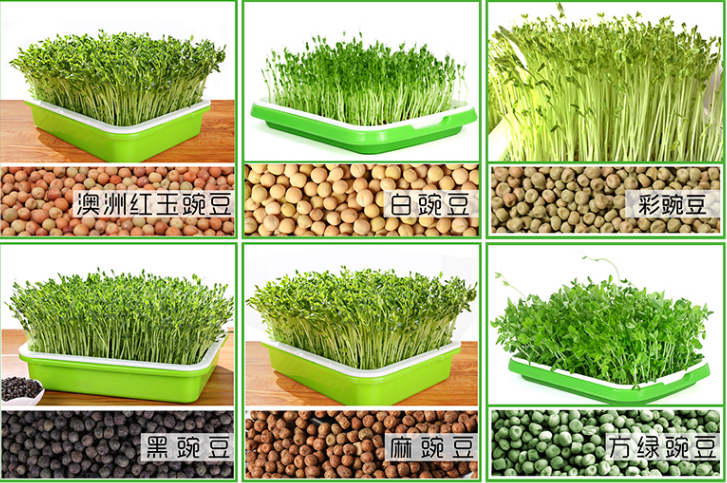 芽苗菜.png 芽苗菜.png