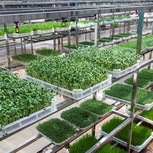 芽苗菜種植.jpg 芽苗菜種植.jpg