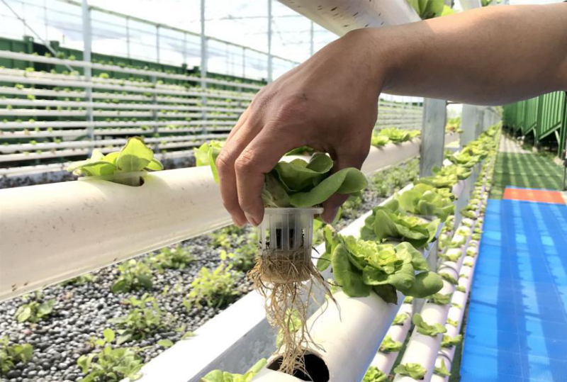 無土栽培管道水培--生菜.jpg 無土栽培管道水培--生菜.jpg