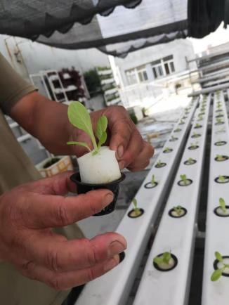 定植.jpg 定植.jpg