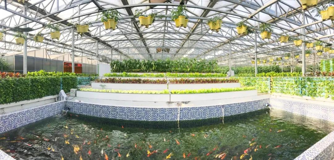 無土栽培魚菜共生系統(tǒng).jpg 無土栽培魚菜共生系統(tǒng).jpg