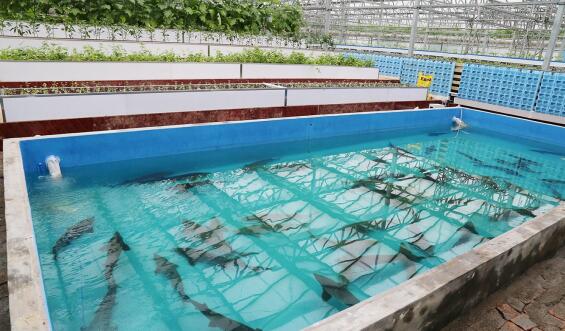 無土栽培魚菜共生系統(tǒng).jpg 無土栽培魚菜共生系統(tǒng).jpg