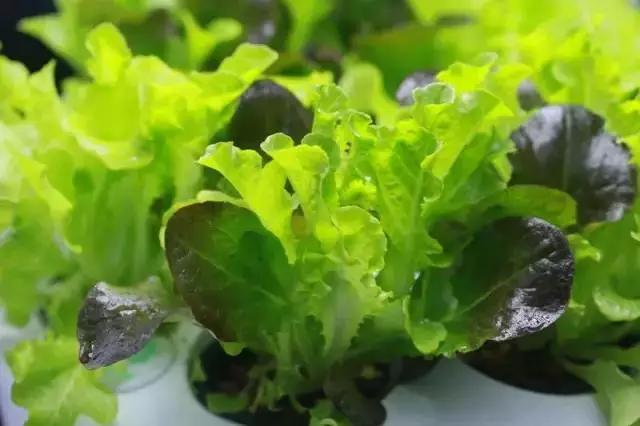 無土栽培蔬菜.jpg 無土栽培蔬菜.jpg