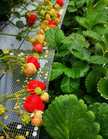 無土栽培--分層槽栽培.png 無土栽培--分層槽栽培.png