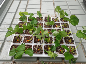 無土栽培--草莓苗.png 無土栽培--草莓苗.png