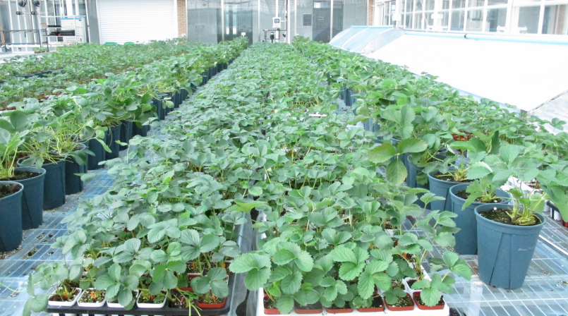 無土栽培--草莓苗.png 無土栽培--草莓苗.png