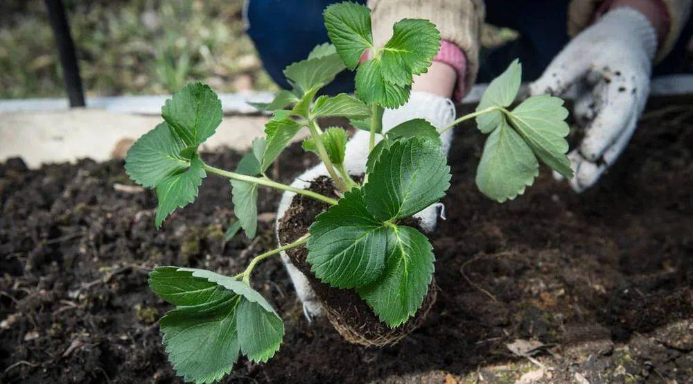 無土栽培--草莓定植.jpg 無土栽培--草莓定植.jpg