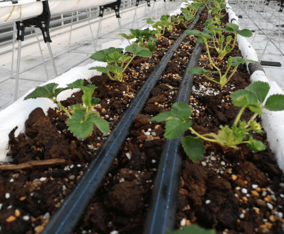 無土栽培--草莓定植.png 無土栽培--草莓定植.png