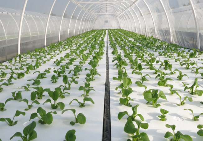 無(wú)土栽培水培.png 無(wú)土栽培水培.png