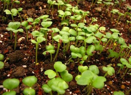 無(wú)土栽培基質(zhì)栽培.jpg 無(wú)土栽培基質(zhì)栽培.jpg