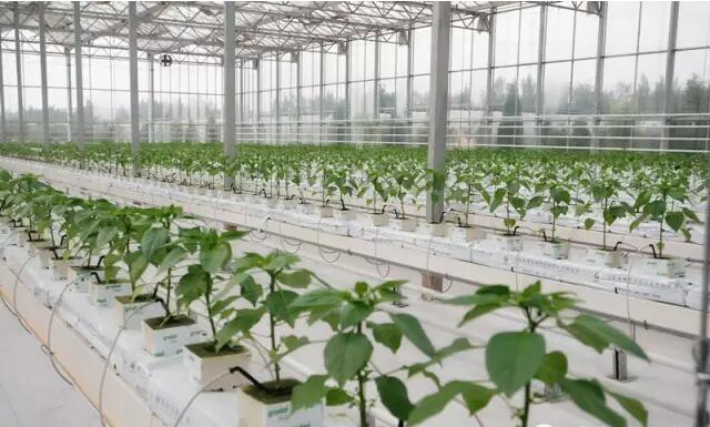 無(wú)土栽培巖棉栽培.jpg 無(wú)土栽培巖棉栽培.jpg