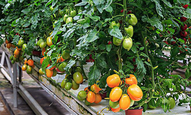 無(wú)土栽培番茄.jpg 無(wú)土栽培番茄.jpg