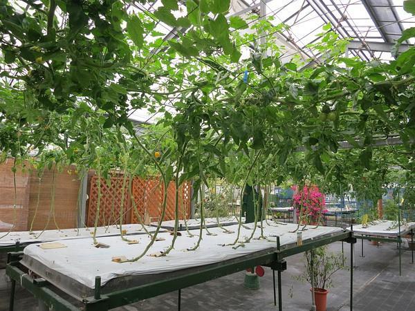 無(wú)土栽培苦瓜.jpg 無(wú)土栽培苦瓜.jpg