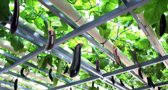 無(wú)土栽培茄子.jpg 無(wú)土栽培茄子.jpg