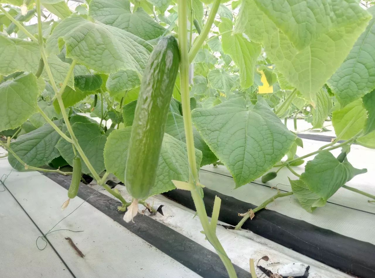 無(wú)土栽培黃瓜.jpg 無(wú)土栽培黃瓜.jpg