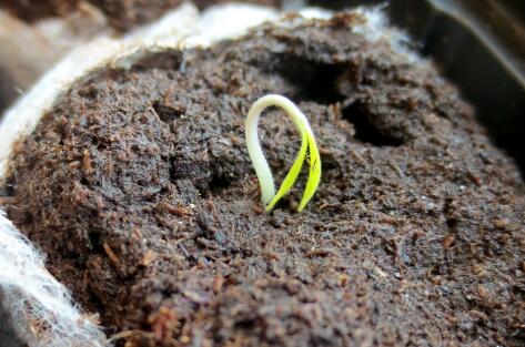 催芽.jpg 催芽.jpg