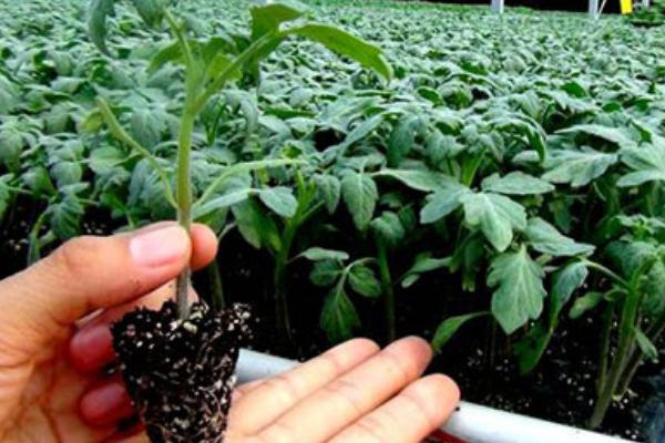 無土栽培育苗.jpg 無土栽培育苗.jpg